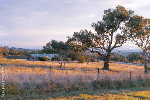 Country life in Australia with an old derelict farmhouse with sheep grazing in the background