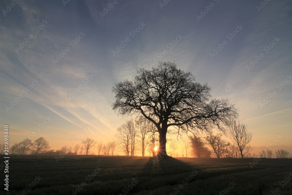 Baum bei Sonnenaufgang im Nebel