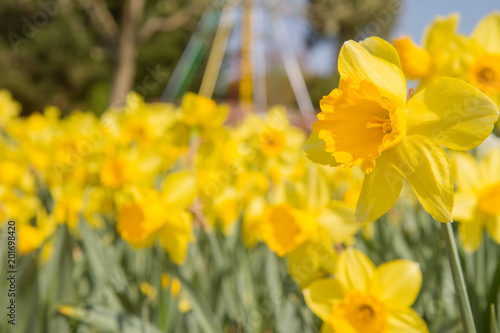 Fototapeta Naklejka Na Ścianę i Meble -  Field of Daffodils blooming in the sun