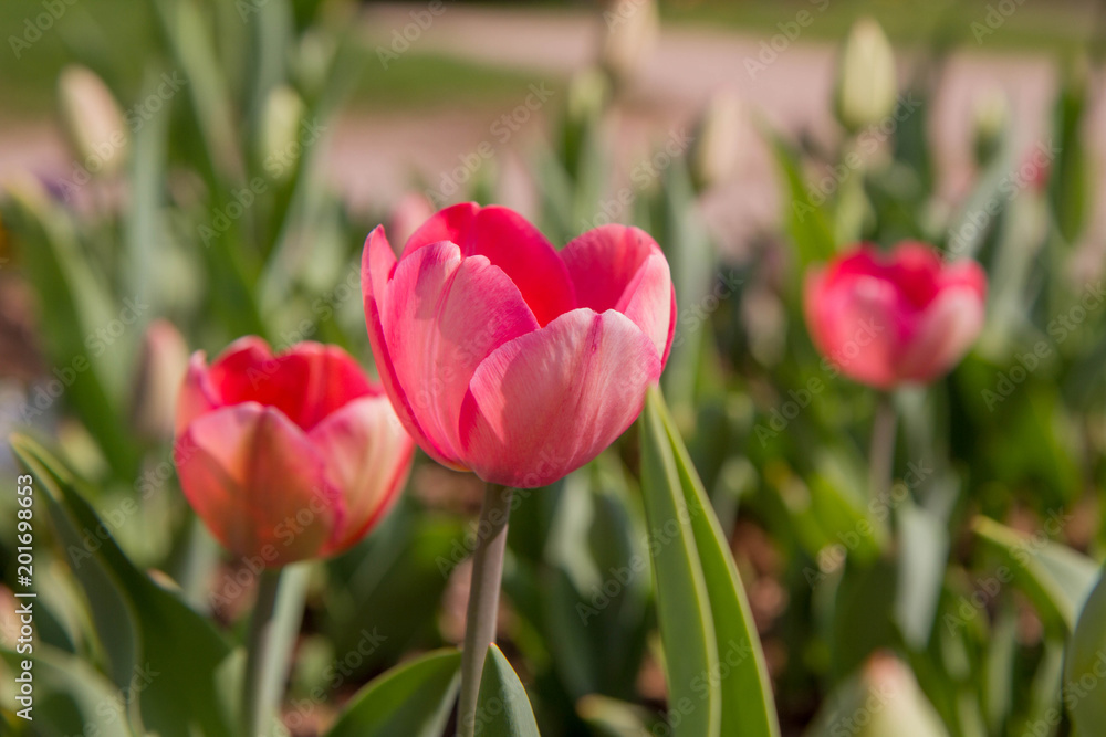 Fototapeta premium Pink Tulips in a garden 