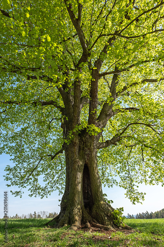 Sommerlinde Tilia platyphyllos am Drackendorfer Vorwerk bei Jena