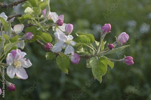 Flor, flores demanzano, a contraluz, al atardecer