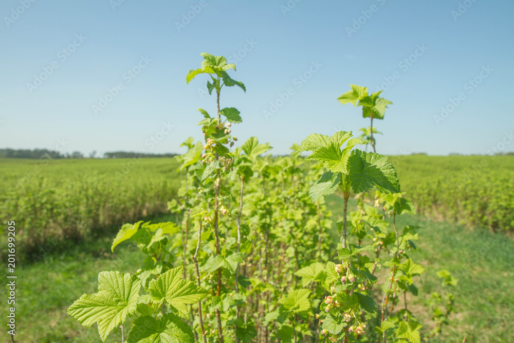 Blackcurrant (Ribes nigrum) growing in a field