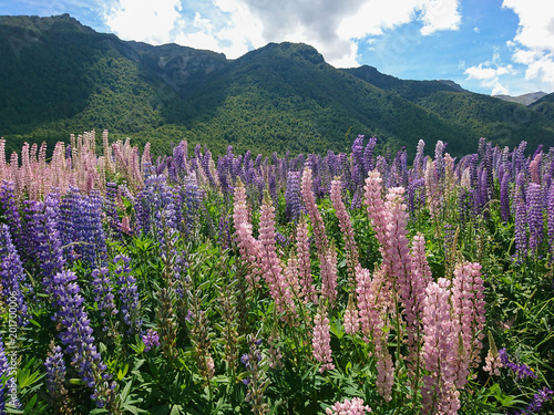 Beauty of Lupin flower with mountain background  New Zealand natural landscape