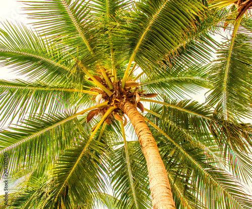 high  beautiful palm trees  clear sky  the sand  the warm tropics.