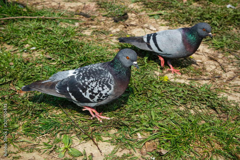 Obraz premium flock of pigeons feed on a grain of green grass in a park in the city on a summer day