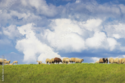 Fototapeta Naklejka Na Ścianę i Meble -  Schafe auf grüner Wiese