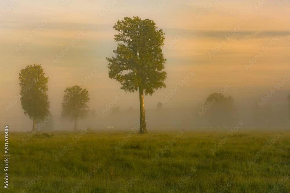 Fototapeta premium Stand up tree over flog morning tone, natural landscape background