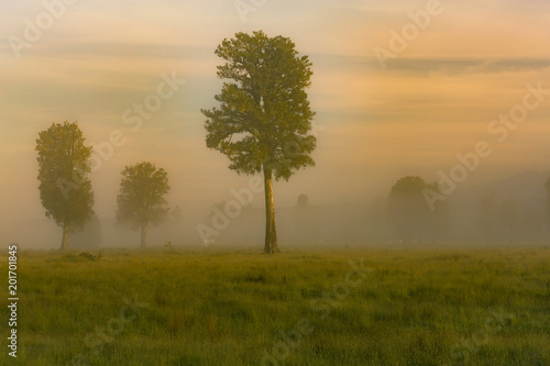 Stand up tree over flog morning tone, natural landscape background