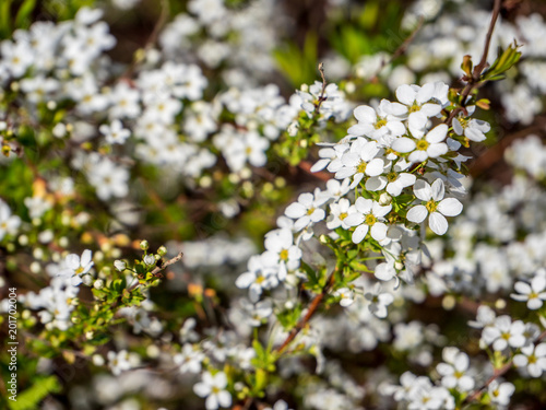 Spiraea in der Blüte © Animaflora PicsStock