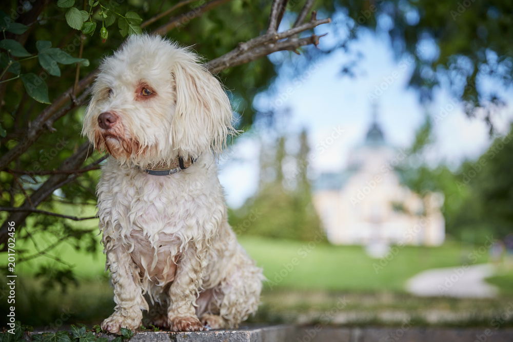 White havanese dog a lake Traunsee in Toskana park in Gmunden White havanese dog a lake Traunsee in Toskana park in Gmunden