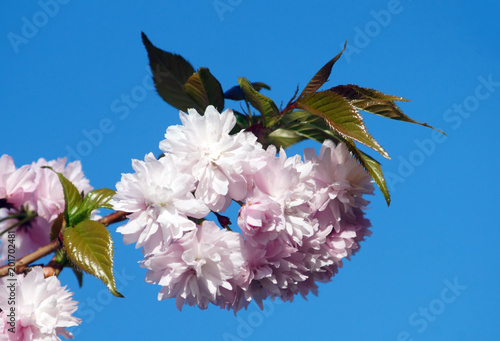 Spring blooming of sakura.