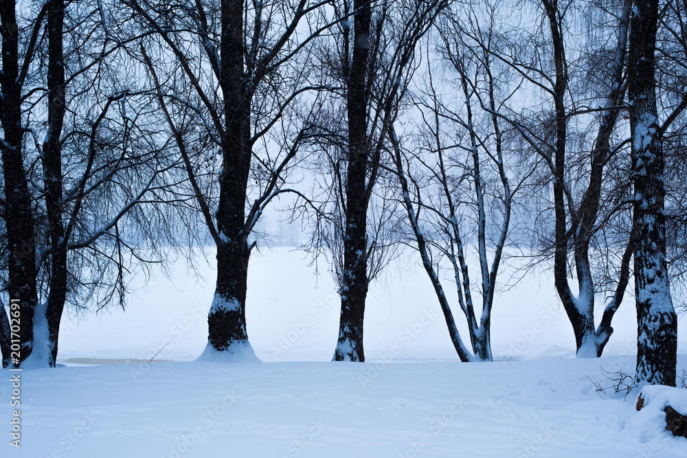 Winter trees on the river bank Winter trees on the river bank