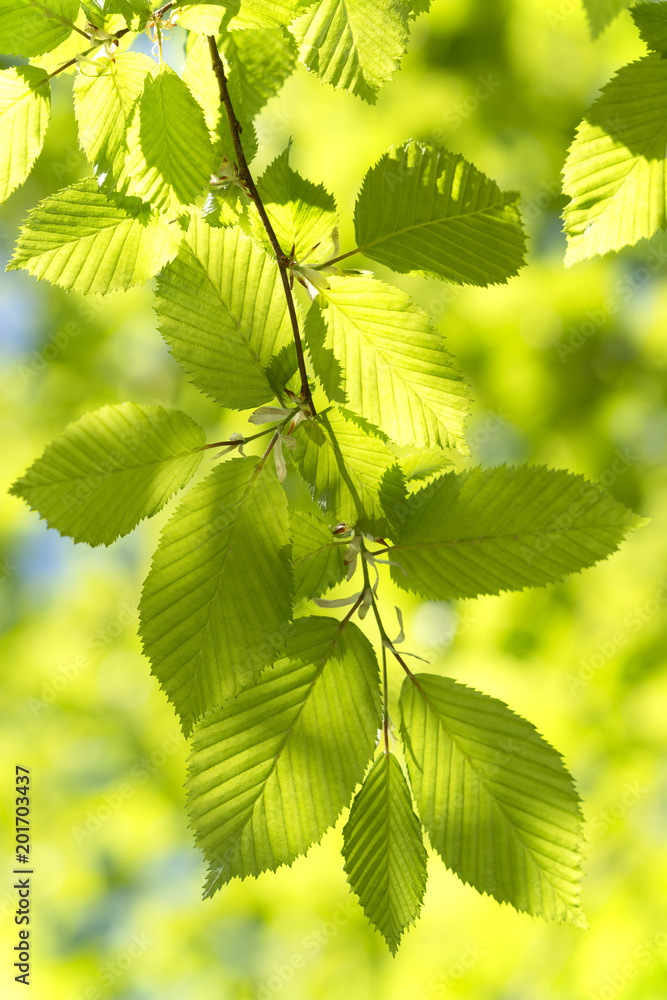 New green leaves in springtime New green leaves in springtime