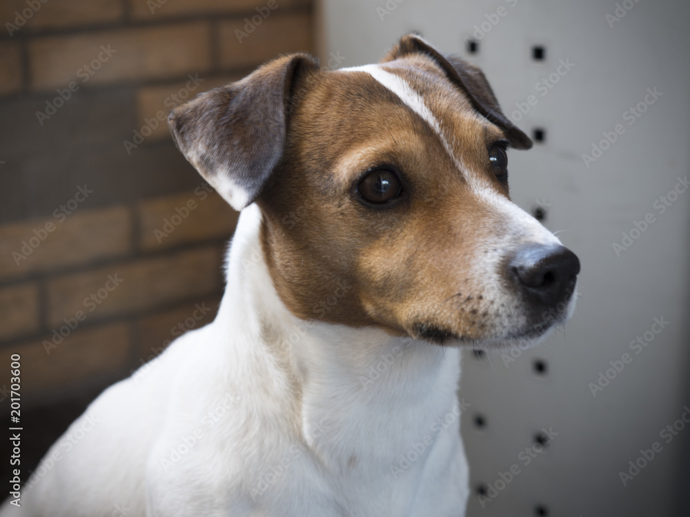 Fito, dog of the Jack Russell breed, which shows all your attention
