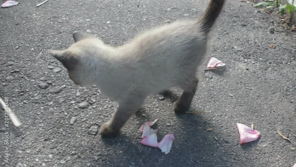 A Kitten Plays With A Girl's Hand A Kitten Plays With A Girl's Hand