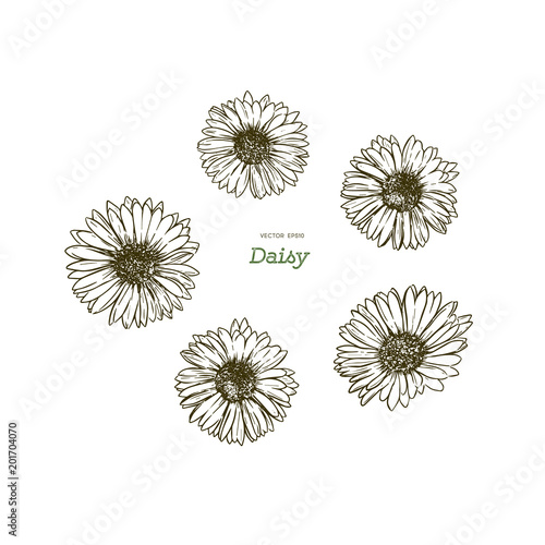 common daisy , hand draw sketch vector.