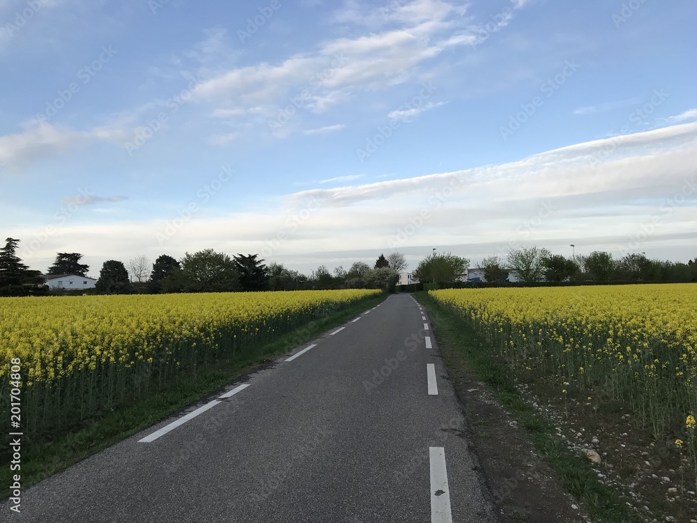 Le chemin au printemms Le chemin au printemms