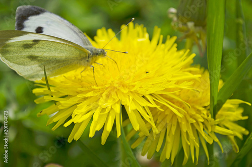 Blooming bright dandelions, yellow with green leaves and butterfly white. photo