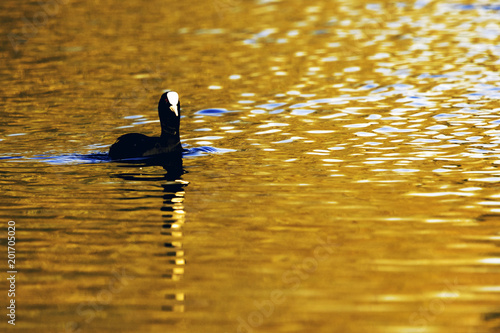 Swimming Eurasian Coot during sunset  - Bedfont Lakes Country Park photo