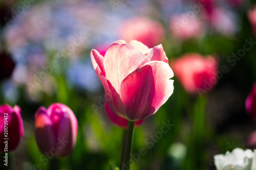 pink tulip in flowerbed, closeup