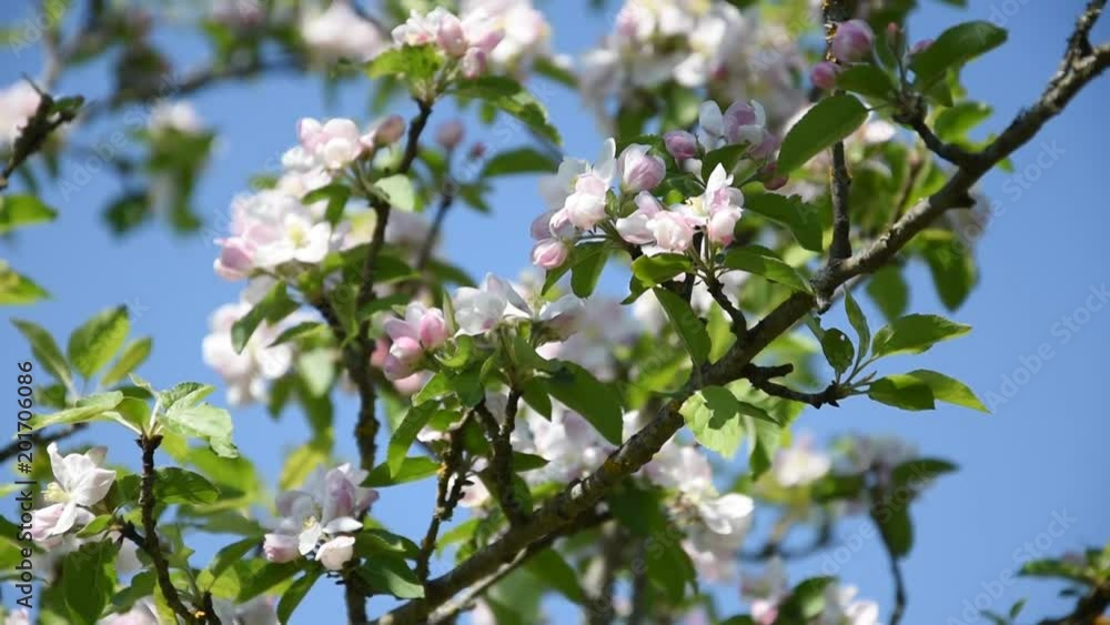 Apple tree branch in blossom Apple tree branch in blossom