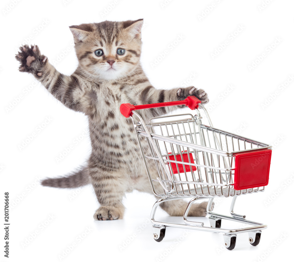 Funny little cat with shopping cart isolated Stock Photo Adobe Stock