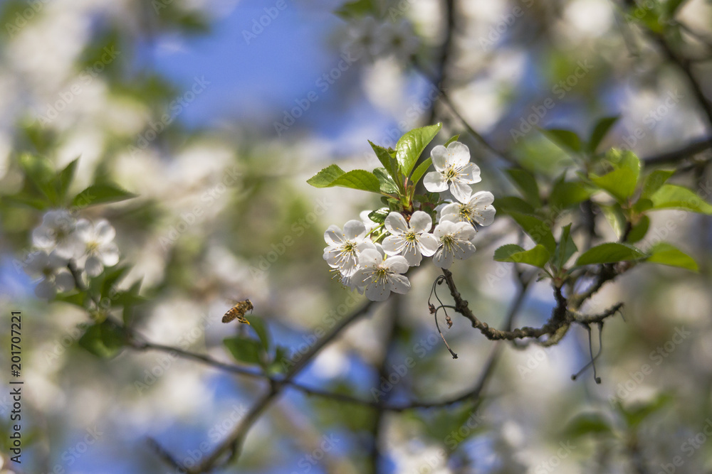 Cherry blossoms bloom on the branch of a cherry tree in spring Cherry blossoms bloom on the branch of a cherry tree in spring