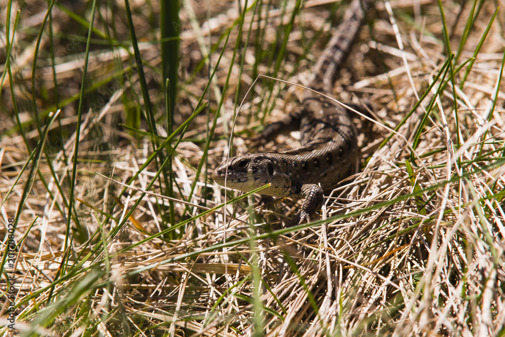 Wilde Zauneidechse, Zauneidechse in der Wildnis, Waldeidechse, Lacerta agilis Wilde Zauneidechse, Zauneidechse in der Wildnis, Waldeidechse, Lacerta agilis