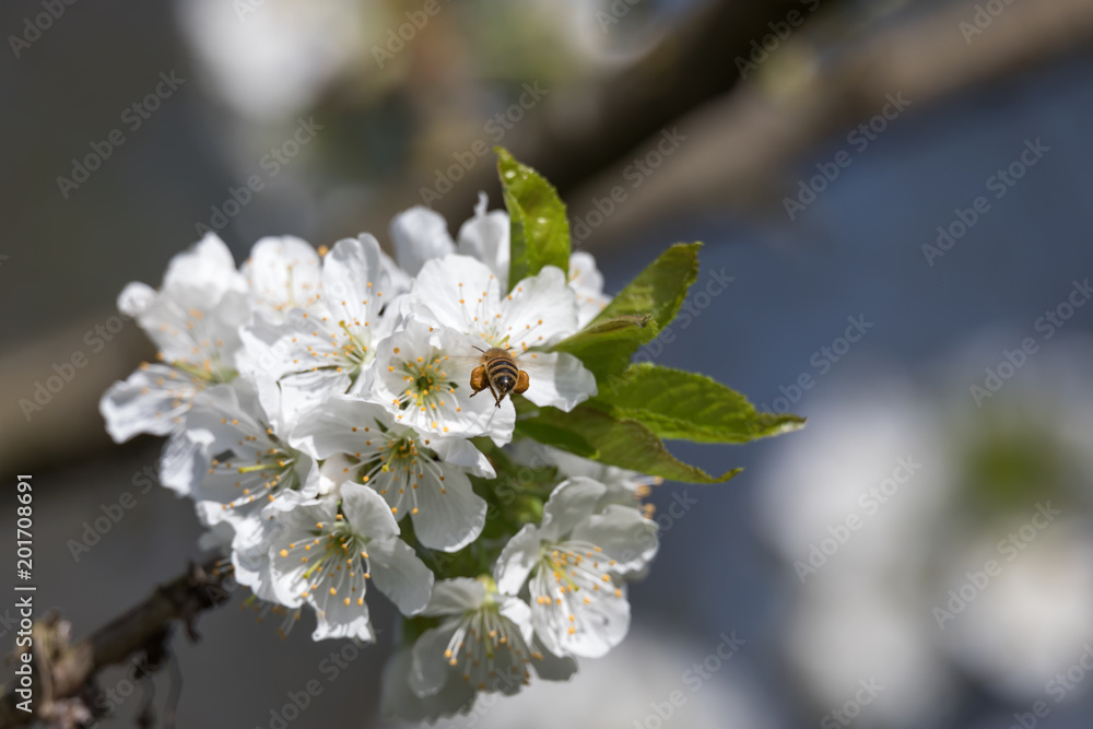 Biene (Apiformes, Anthophila) auf Kirschblüte im Frühling Biene (Apiformes, Anthophila) auf Kirschblüte im Frühling