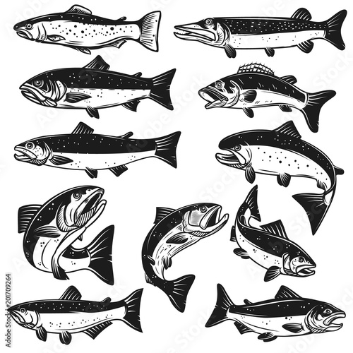 Big set of fish illustrations. Pike, salmon, trout, perch. Design elements for fishing logo, label, emblem, sign.