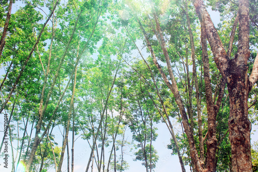 Fototapeta premium Hevea brasiliensis on a sunny day