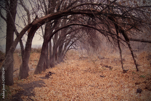 Curved trees in the forest