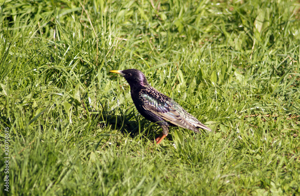 Common starling in a grass.