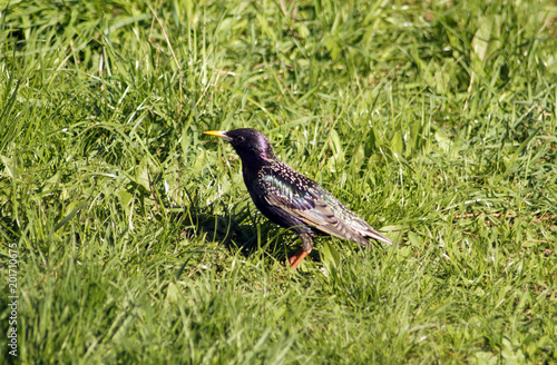 Common starling in a grass.