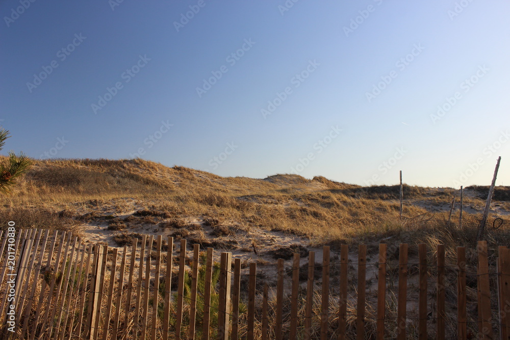 Sandy coastal beach dunes surrounded by fence and beach grass 