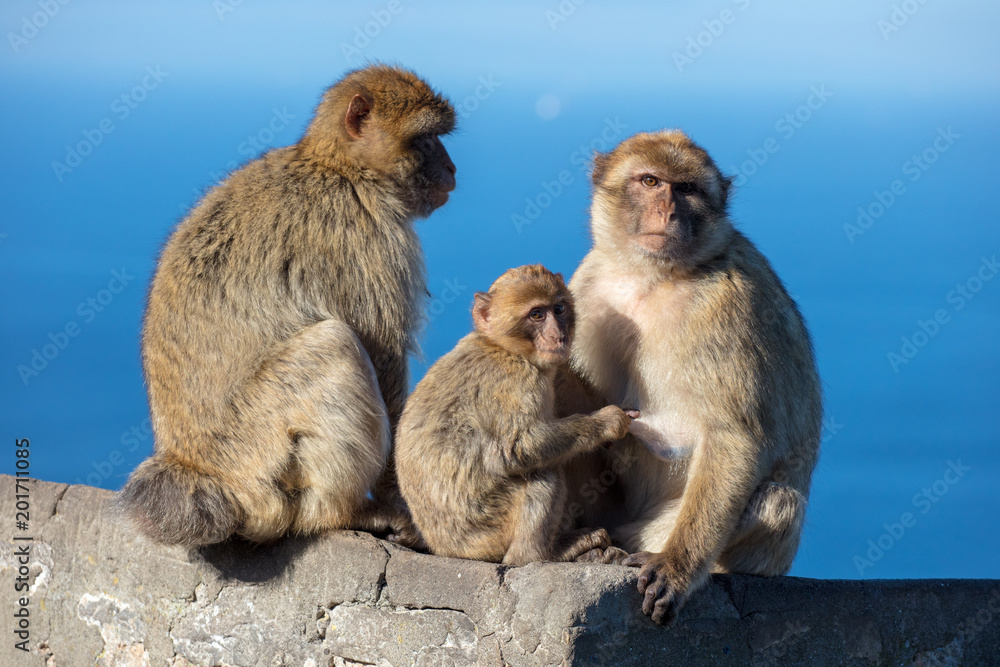 Ape Family Unit Ape Family Unit