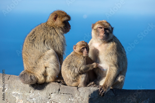 Ape Family Unit