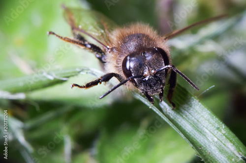 Close-up of a bee on a blade of grass. Copy space