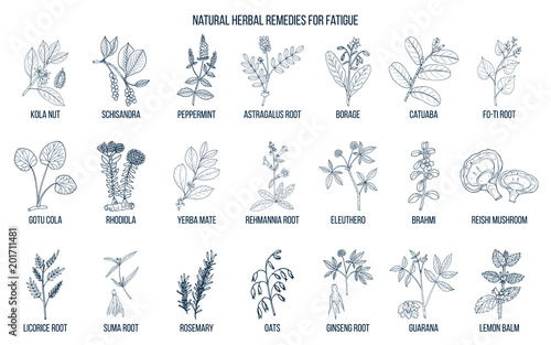 Best medicinal herbs for fatigue