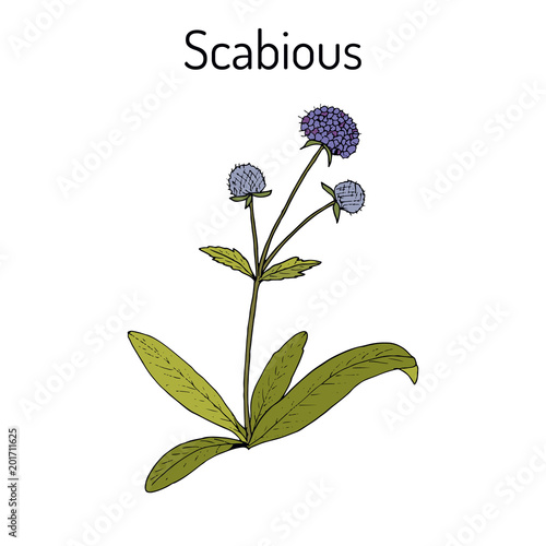 Scabious Succisa pratensis , or devils-bit, medicinal plant photo