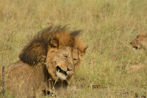 lion tanzanie serona 4