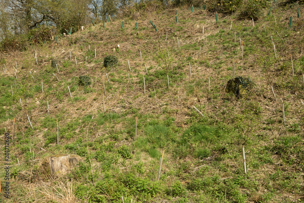 Tree planting project. Tree planting project.