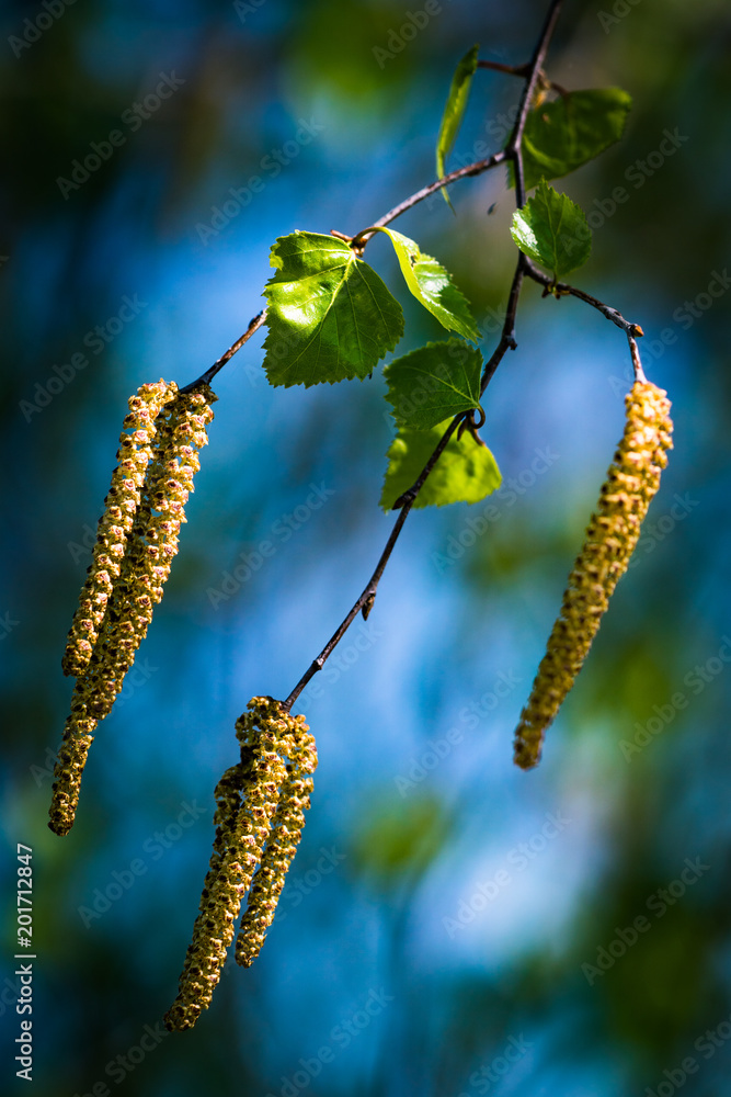 birch flowers