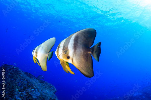 Large Batfish (Spadefish) in blue water above a tropical coral reef (Koh Tachai, Thailand)