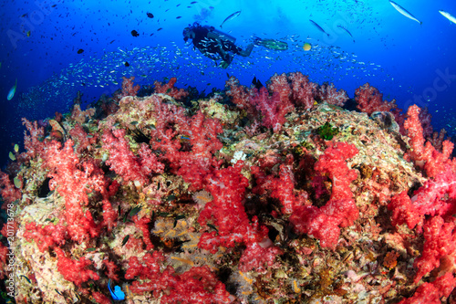 Fototapeta Naklejka Na Ścianę i Meble -  Silhouette of SCUBA divers swimming over a colorful, healthy tropical coral reef