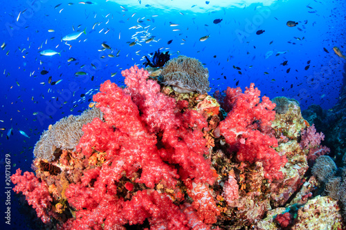 A vibrant, colorful tropical coral reef (Richelieu Rock, Thailand)