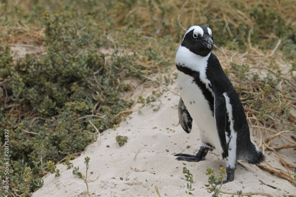Obraz premium Penguin posing South Africa
