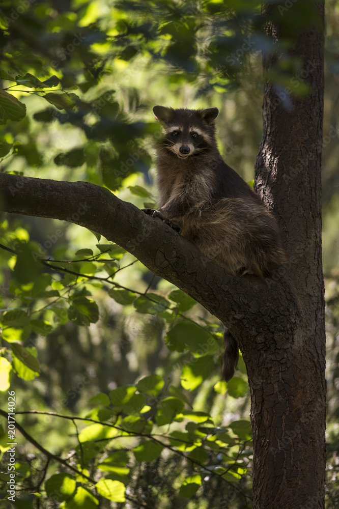 Obraz premium Wildlife portrait of cute brown grey raccoon Procyon lotor sitting on top branch of tree. Leaves in background on outdoor sunny summer photography. Adorable masked animal face, soft fur and cute paws.