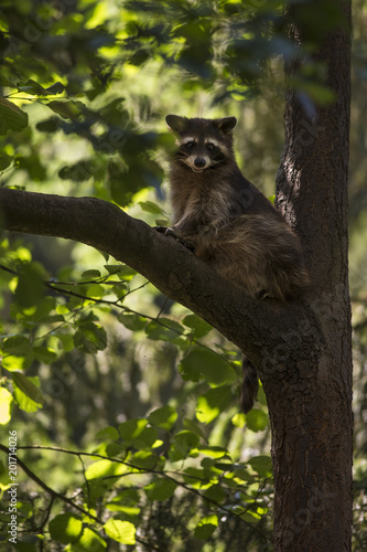 Wildlife portrait of cute brown grey raccoon Procyon lotor sitting on top branch of tree. Leaves in background on outdoor sunny summer photography. Adorable masked animal face, soft fur and cute paws.